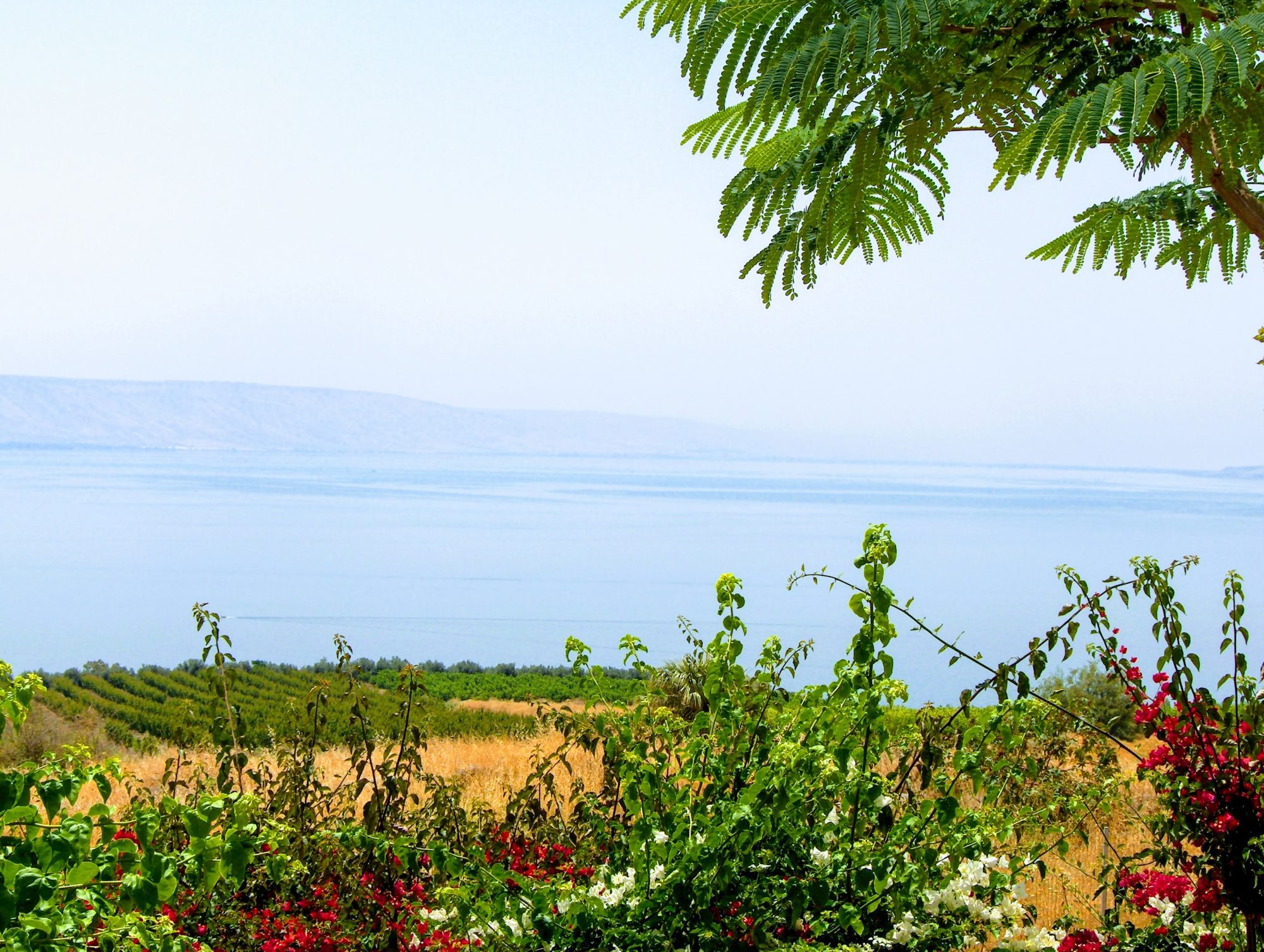 Flowers growing near the traditional site of Jesus’s Sermon on the Mount